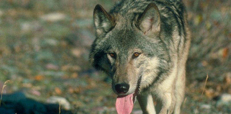 Nadleśnictwo alarmuje, stado wilków w naszych lasach - 110800