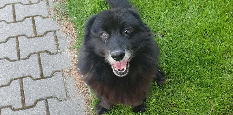 Wyjątkowe spotkanie z psiakami w Czaplinku - 111034