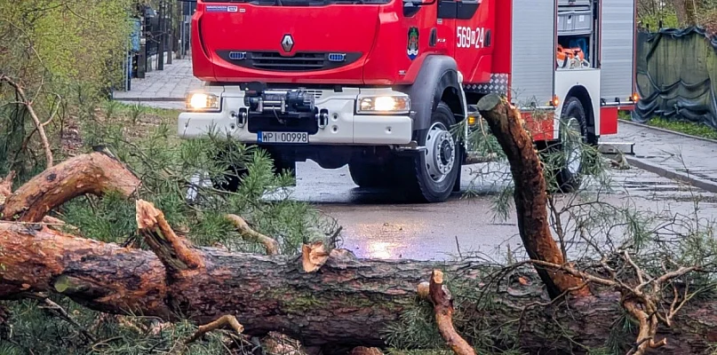 Wyrwane drzewo z korzeniami, zerwane przewody