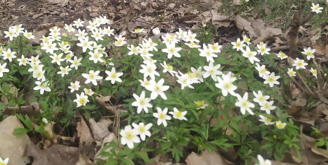 Zalesie Dolne pod szczególną ochroną