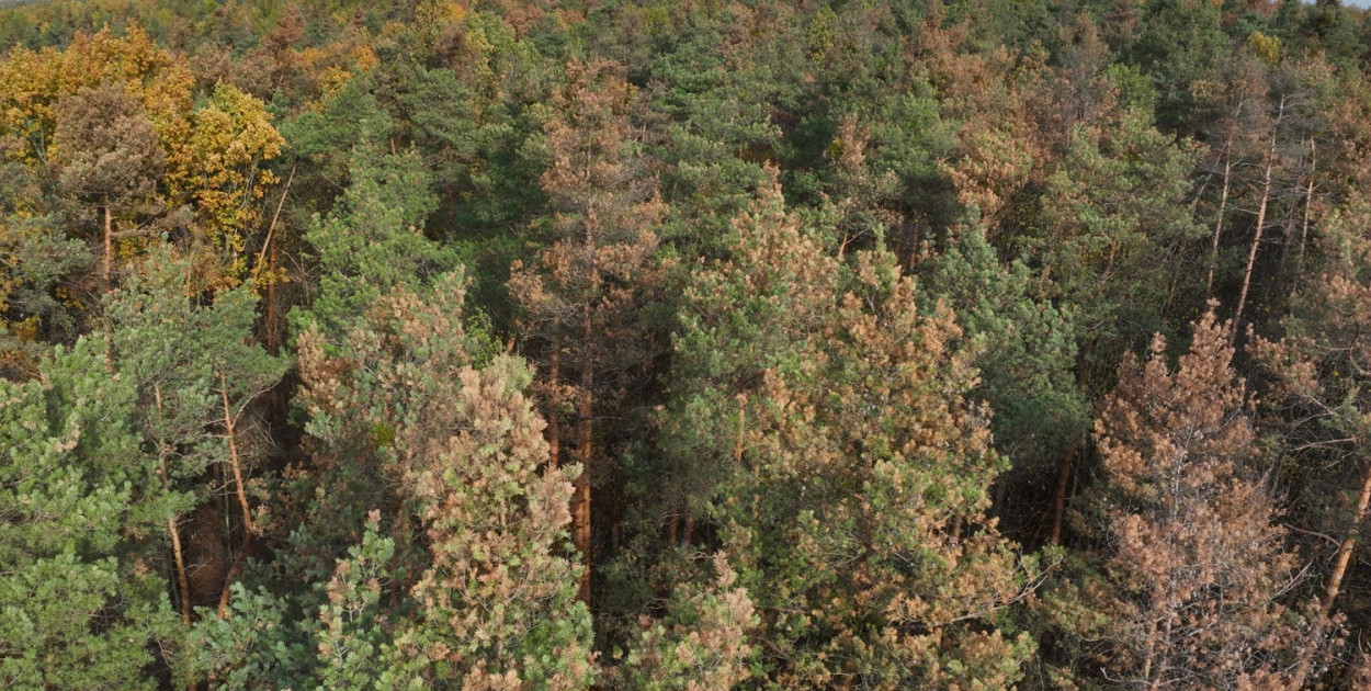 fot. https://chojnow.warszawa.lasy.gov.pl/