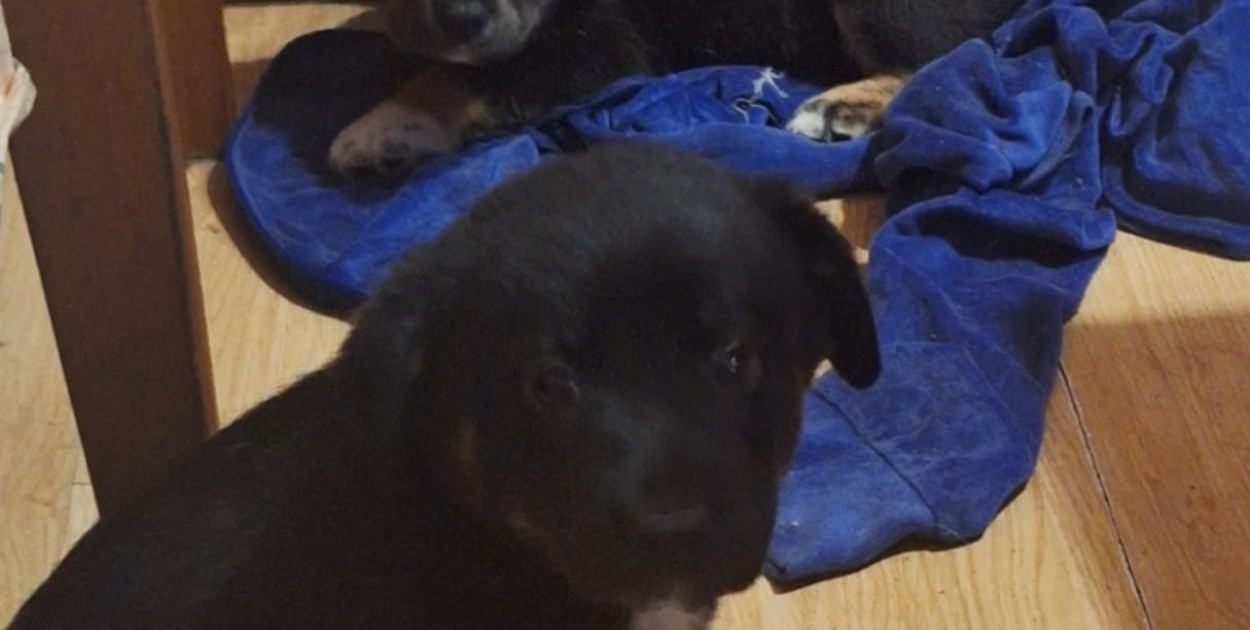 fot. facebook.com/StrazMiejskaPiaseczno