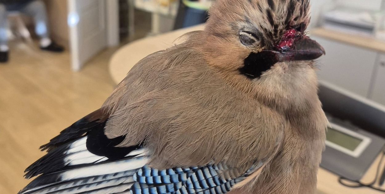 Sójka skazana na pewną śmierć uratowana przez strażników miejskich