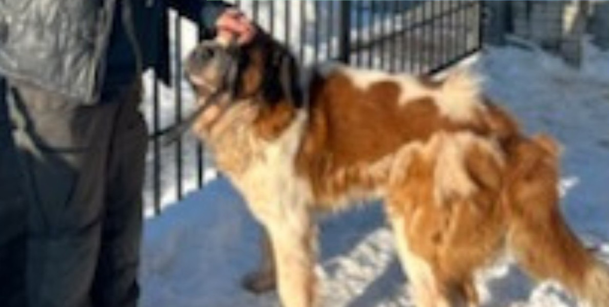 Interwencyjne odebranie psa w gminie Lesznowola