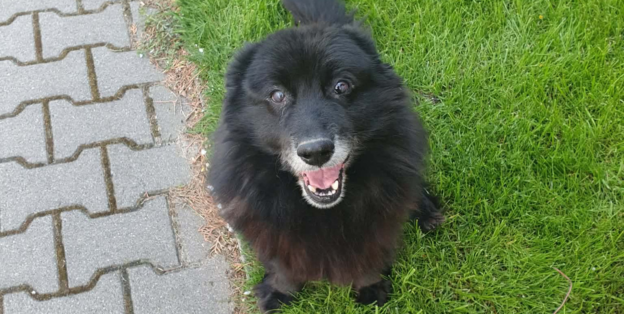 Nowy program opieki nad zwierzętami w gminie