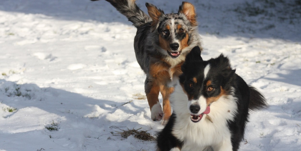 Pomóż zwierzętom z Sobolewa. Zbiórka w Józefosławiu