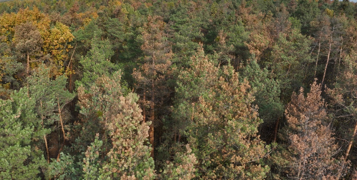 Chore drzewa zagrożeniem dla lasów w powiecie piaseczyńskim