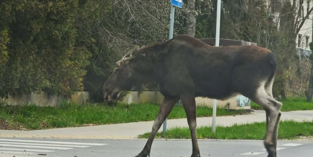 Uwaga kierowcy! Łoś na trasie do Piaseczna