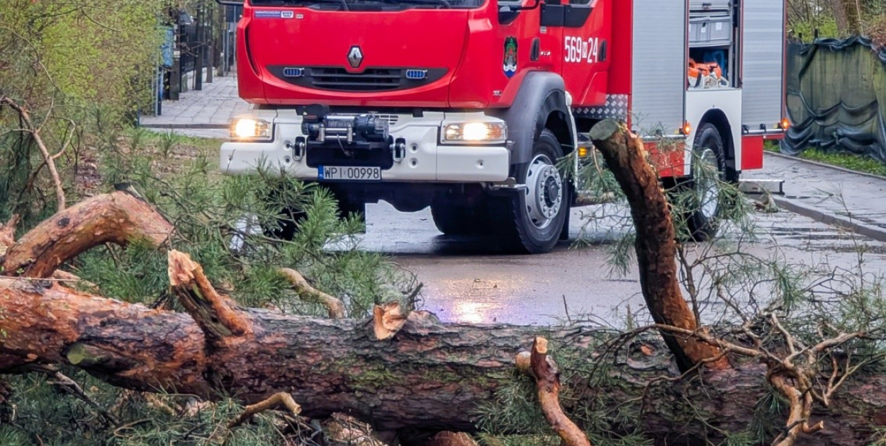 Wyrwane drzewo z korzeniami, zerwane przewody